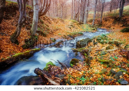 Fantastic carpet of yellow leaves in the forest glowing sunlight. Dramatic scene and picturesque picture. Location place Carpathian, Ukraine, Europe. Beauty world. Soft filter. Warm toning effect.