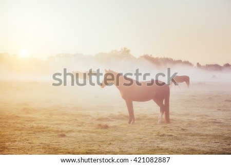 View of pasture with Arabian horses grazing in the sunlight. Dramatic scene and picturesque picture. Location place Carpathian, Ukraine, Europe. Beauty world. Soft filter. Instagram toning effect.