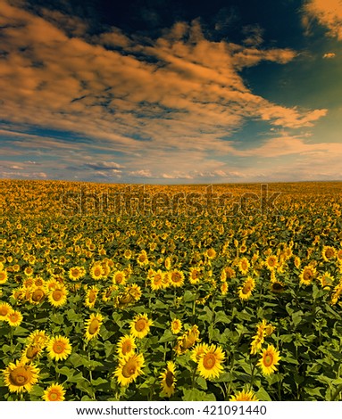 field of blooming sunflowers on a background sunsetky