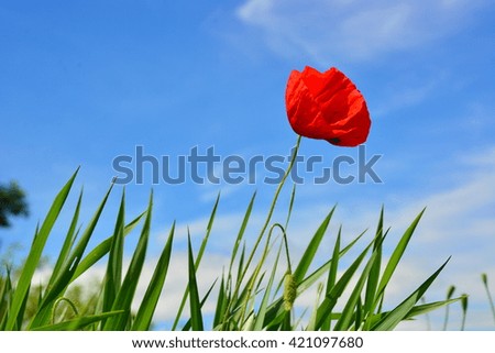 meadow with wild poppies and blue sky
