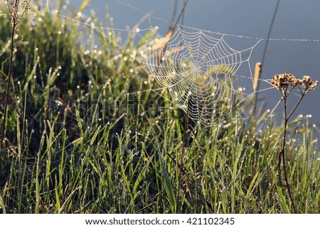 macro cobweb on green grass in morning dew in spring