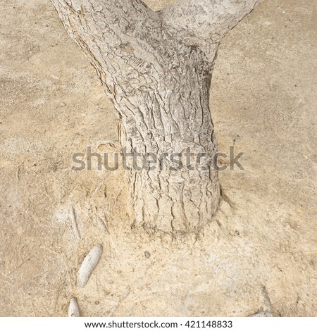 trunk in soil view