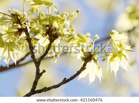 Maple branch with bright green leafs during spring, blue sky in the background