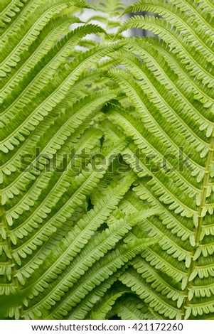 Closeup of a fern to use as a background