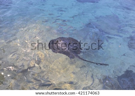 Image of string ray in sea water view from upper. Royalty-Free Stock Photo #421174063