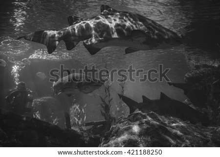 A bunch of Sand Tiger Sharks (Carcharias taurus) swimming with diver underwater.
