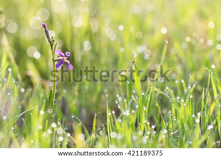 Purple wild flower (Chorispora tenella) and little spider in grass with droplets of dew in the morning sun for  create a charming picture.  soft focus, shallow DOF. 