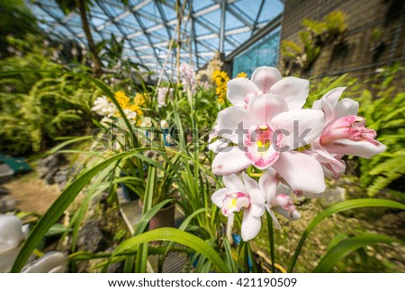 A close up of an orchid flower in a large green house
