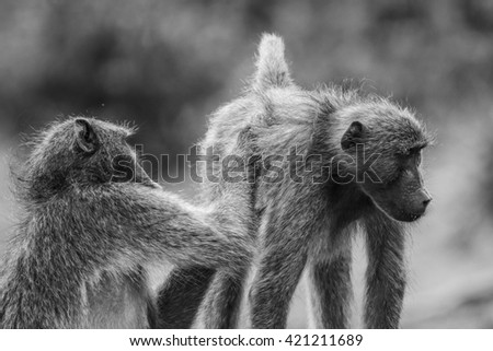 Chacma baboon grooming a friend