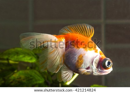 Aquarium goldfish with  big eyes is swimming in the water with green plants behind