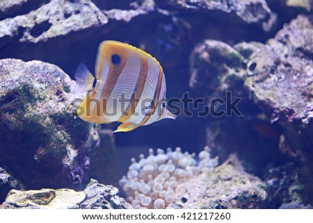 Copper Banded Butterfly fish in the sea.