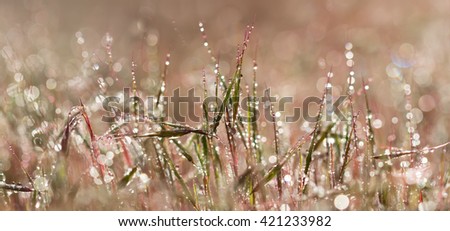 Panoramic view closeup pink grass with droplets of dew in the morning sun for create a charming picture.soft focus shallow DOF.