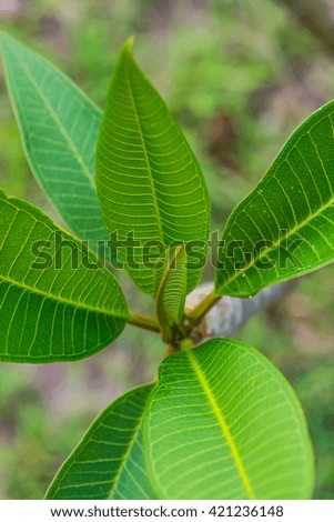 Frangipani leaf, Thailand