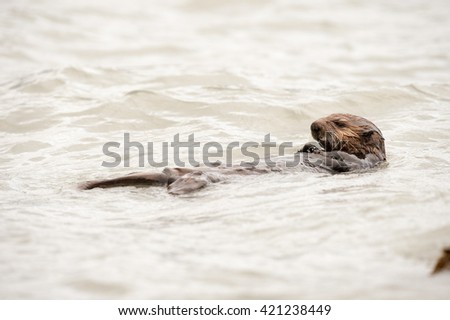 Wild sea otter floating in the ocean and eating clams