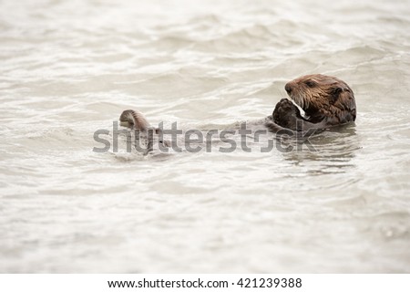Wild sea otter floating in the ocean and eating mussels and clams