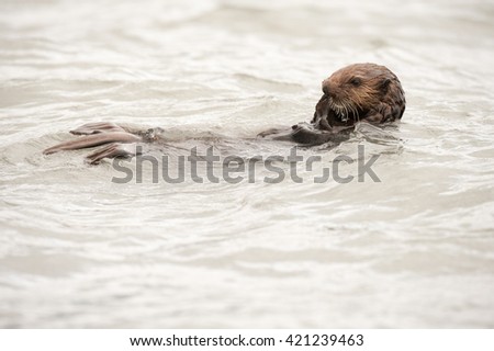 Wild sea otter floating in the ocean and eating mussels and clams