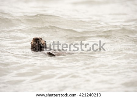 Wild sea otter floating in the ocean eating clams