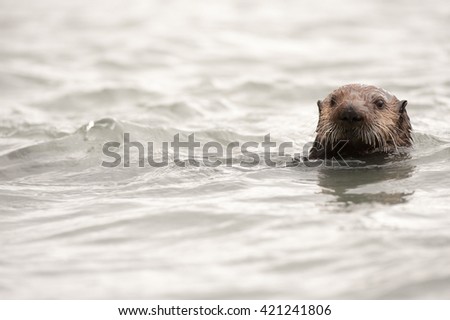 Wild sea otter floating in the ocean eating mussels

