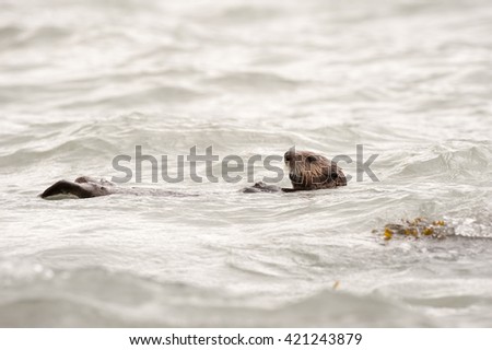 Wild sea otter floating in the ocean, eating mussels
