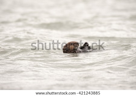 Wild sea otter floating in the ocean, eating mussels