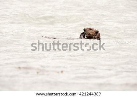 Wild sea otter eating clams while floating in the ocean