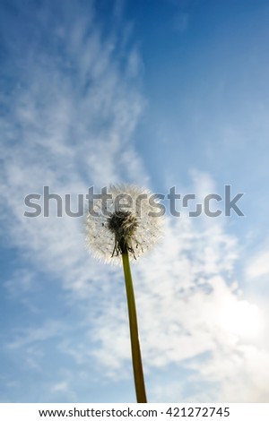 dandelion on the blue sky