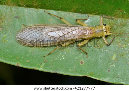 Macro shot of a big yellow stonefly 