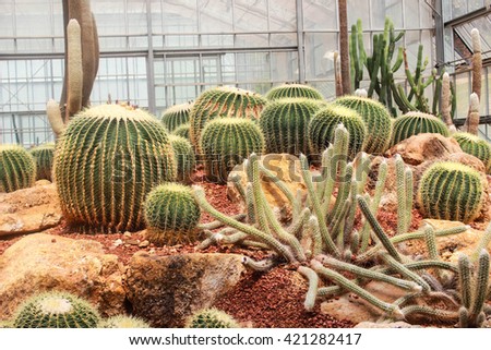 Cactus are beautiful.