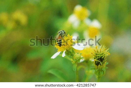 Little bee on small flower
