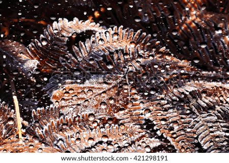 View of the tree fern through the window glass covered by raindrops