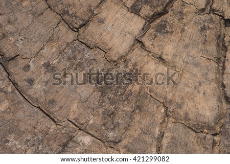 Wood texture Wood background