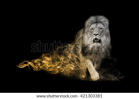 The lion is one of the big five animals you must see in africa, animal kingdom collection, African wildlife Royalty-Free Stock Photo #421303381