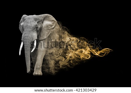the elephant is one of the big five animals you must see in africa, animal kingdom collection, African wildlife Royalty-Free Stock Photo #421303429