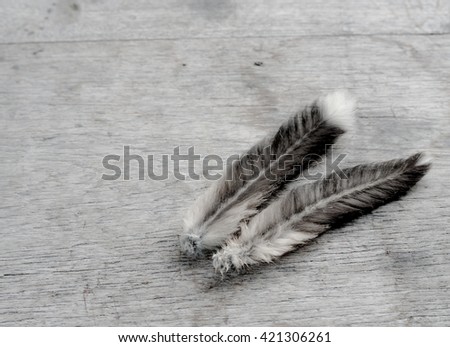 Bird feather on wood