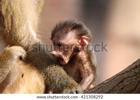 Guinea Baboon Baby (Papio Papio)