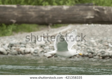 Seagull or Gull in flight