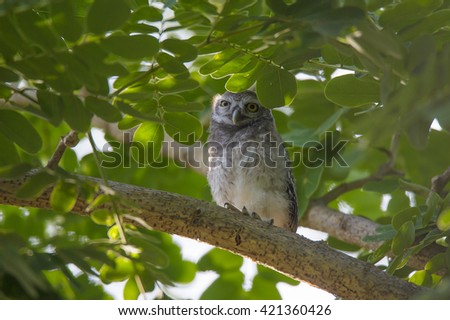spotted owlet  baby