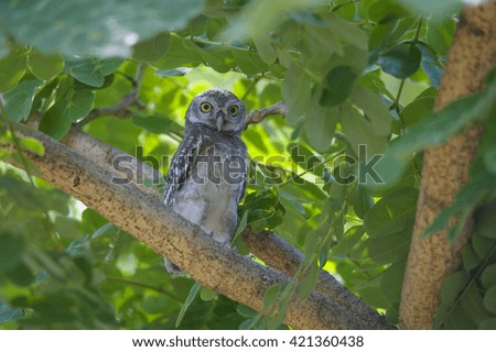 spotted owlet  baby