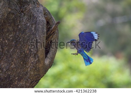 Indian Roller fly