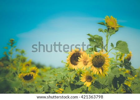 The sunflower field vintage effect style pictures
