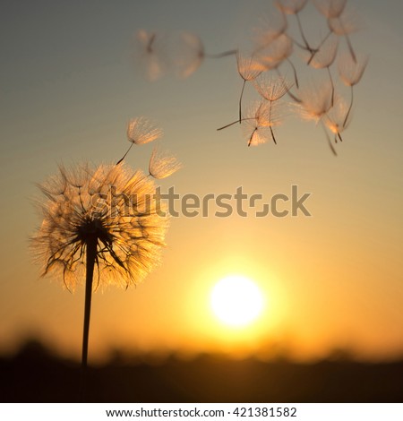 Dandelion against the backdrop of the setting sun. Lightness concept.