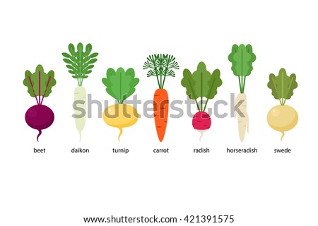 Set of root crops: daikon, horseradish, radish, beet, turnip, swede, carrot Royalty-Free Stock Photo #421391575