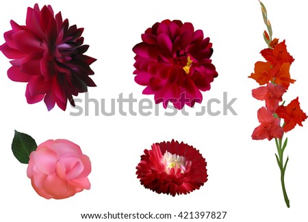 illustration with set of five red flowers isolated on white background