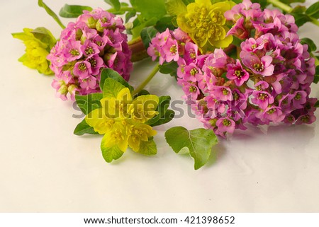Spring flowers pink and yellow on a white background .