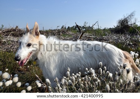 White lurcher in a field of cottongrass