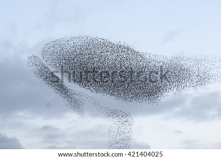 Large flock of starlings Royalty-Free Stock Photo #421404025