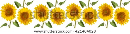 Sunflower flower full length  on stem with leaves on white background, cover. Template website. Header web  panorama.