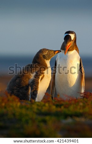 Young gentoo penguin begging food beside adult parent, Falkland. Penguins in the grass.