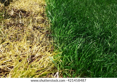 The grass is dry and green