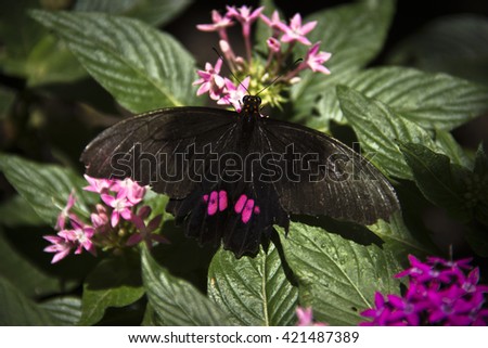 Butterfly black and rose with flowers, eating, in Botanical Garden, Medellin, Colombia Royalty-Free Stock Photo #421487389